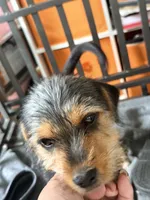 Dennis , a male Rat Terrier and Shorkie for sale in Fort Worth, TX – 2 of 5