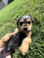 Dennis , a male Rat Terrier and Shorkie for sale in Fort Worth, TX – 4 of 5