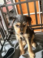 Dennis , a male Rat Terrier and Shorkie for sale in Fort Worth, TX – 3 of 5