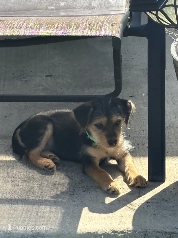 Benji – Rat Terrier, Shorkie puppy for sale in Fort Worth, TX