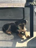 Benji, a male Rat Terrier and Shorkie for sale in Fort Worth, TX – 1 of 4