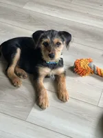 Benji, a male Rat Terrier and Shorkie for sale in Fort Worth, TX – 4 of 4