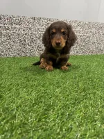 Sarge , a male Miniature Dachshund for sale in Nappanee, IN – 4 of 5