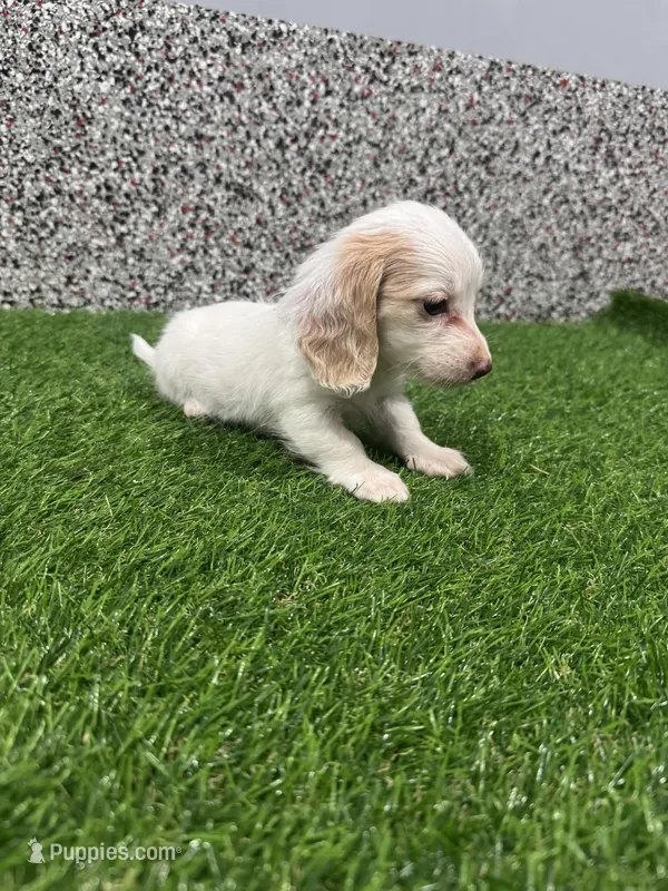 Avery  – Miniature Dachshund puppy for sale in Nappanee, IN
