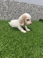 Avery , a female Miniature Dachshund for sale in Nappanee, IN – 1 of 5