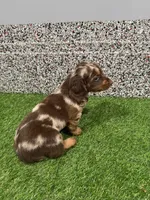 Lilli, a female Miniature Dachshund for sale in Nappanee, IN – 4 of 5