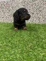 Elvis , a male Miniature Dachshund for sale in Nappanee, IN – 3 of 5