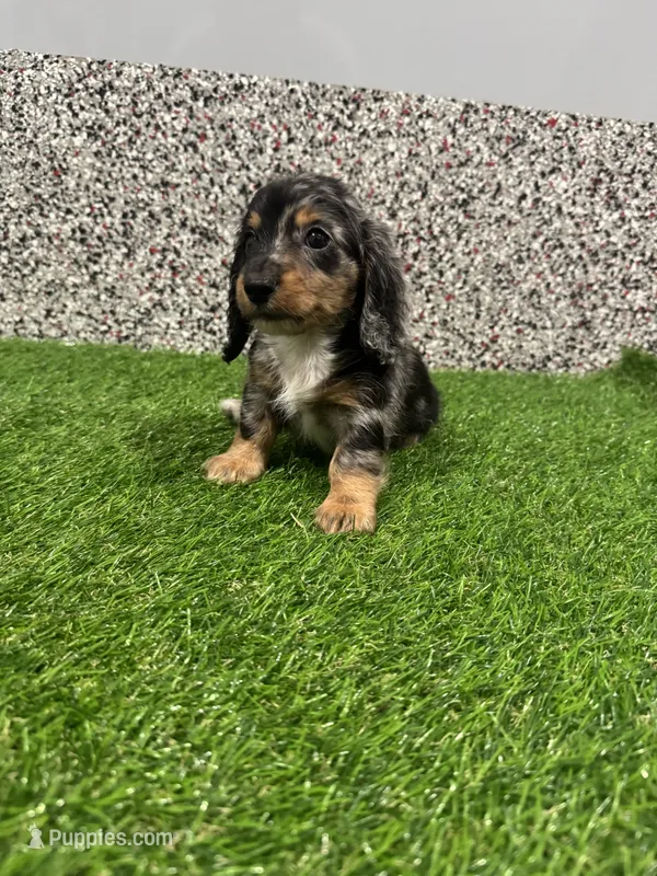 Ace – Miniature Dachshund puppy for sale in Nappanee, IN