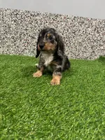 Ace, a male Miniature Dachshund for sale in Nappanee, IN – 1 of 5