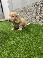 Marlo, a male Miniature Dachshund for sale in Nappanee, IN – 3 of 5