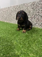 Elvis , a male Miniature Dachshund for sale in Nappanee, IN – 2 of 5