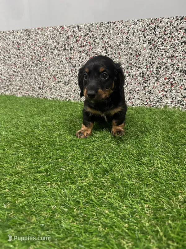 Edgar  – Miniature Dachshund puppy for sale in Nappanee, IN