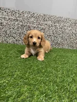 Miles , a male Miniature Dachshund for sale in Nappanee, IN – Photo 2 of 5