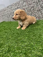 Miles , a male Miniature Dachshund for sale in Nappanee, IN – Photo 4 of 5