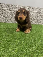Sibyl, a female Miniature Dachshund for sale in Nappanee, IN – 3 of 5