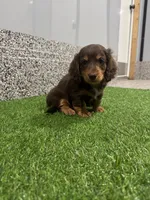 Sarge , a male Miniature Dachshund for sale in Nappanee, IN – 2 of 5
