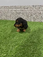 Lasco, a male Miniature Dachshund for sale in Nappanee, IN – 4 of 5
