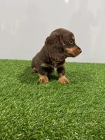 Zina , a female Miniature Dachshund for sale in Nappanee, IN – Photo 2 of 5