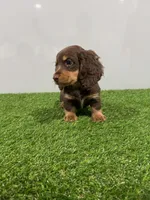 Zina , a female Miniature Dachshund for sale in Nappanee, IN – Photo 3 of 5