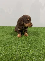 Zina , a female Miniature Dachshund for sale in Nappanee, IN – Photo 5 of 5