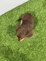 Zina , a female Miniature Dachshund for sale in Nappanee, IN – Photo 4 of 5