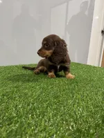 Zina , a female Miniature Dachshund for sale in Nappanee, IN – Photo 1 of 5