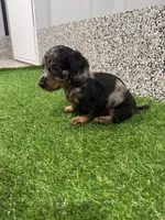 Ely , a male Miniature Dachshund for sale in Nappanee, IN – 2 of 5