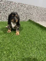Ace, a male Miniature Dachshund for sale in Nappanee, IN – 2 of 5