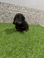 Leny , a male Miniature Dachshund for sale in Nappanee, IN – 4 of 5