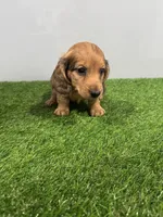 Ares , a male Miniature Dachshund for sale in Nappanee, IN – Photo 4 of 5