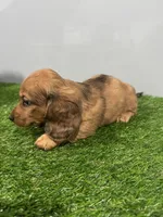 Ares , a male Miniature Dachshund for sale in Nappanee, IN – Photo 2 of 5