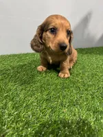 Ares , a male Miniature Dachshund for sale in Nappanee, IN – Photo 1 of 5