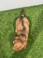 Ares , a male Miniature Dachshund for sale in Nappanee, IN – Photo 5 of 5