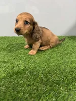 Ares , a male Miniature Dachshund for sale in Nappanee, IN – Photo 3 of 5