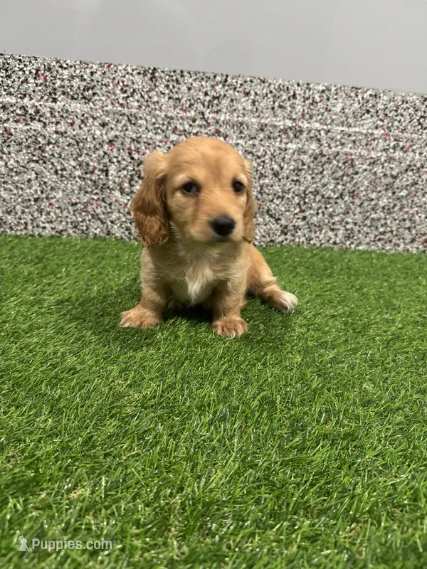 Scarlet  – Miniature Dachshund puppy for sale in Nappanee, IN