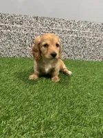 Scarlet , a female Miniature Dachshund for sale in Nappanee, IN – 1 of 5