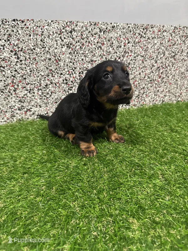 Elvis  – Miniature Dachshund puppy for sale in Nappanee, IN