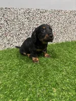 Elvis , a male Miniature Dachshund for sale in Nappanee, IN – 1 of 5