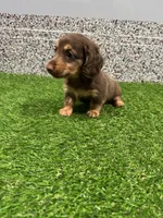 Preston , a male Miniature Dachshund for sale in Nappanee, IN – 2 of 5