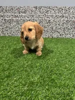 Scarlet , a female Miniature Dachshund for sale in Nappanee, IN – 2 of 5