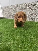 Marcy , a female Miniature Dachshund for sale in Nappanee, IN – 6 of 6
