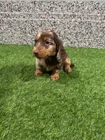 Lilli, a female Miniature Dachshund for sale in Nappanee, IN – 5 of 5