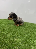 Alia , a female Miniature Dachshund for sale in Nappanee, IN – Photo 4 of 5
