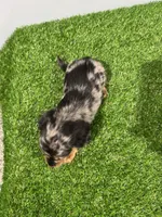 Alia , a female Miniature Dachshund for sale in Nappanee, IN – Photo 5 of 5