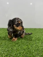 Alia , a female Miniature Dachshund for sale in Nappanee, IN – Photo 2 of 5