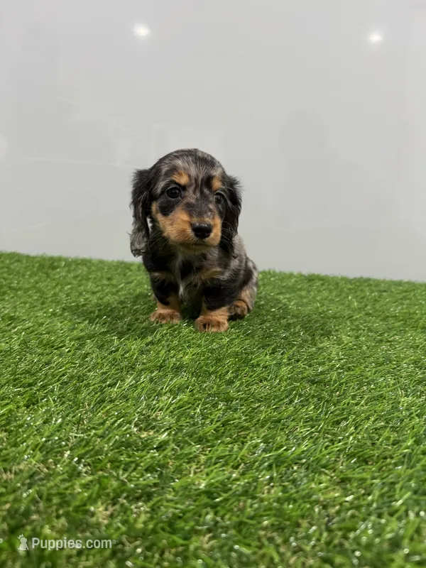 Alia  – Miniature Dachshund puppy for sale in Nappanee, IN