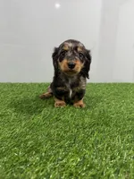 Alia , a female Miniature Dachshund for sale in Nappanee, IN – Photo 3 of 5