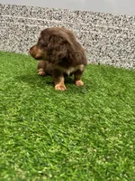 Preston , a male Miniature Dachshund for sale in Nappanee, IN – 5 of 5