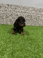 Leslie, a female Miniature Dachshund for sale in Nappanee, IN – 4 of 5