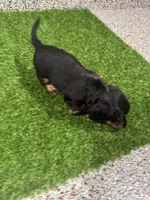 Edgar , a male Miniature Dachshund for sale in Nappanee, IN – 2 of 5